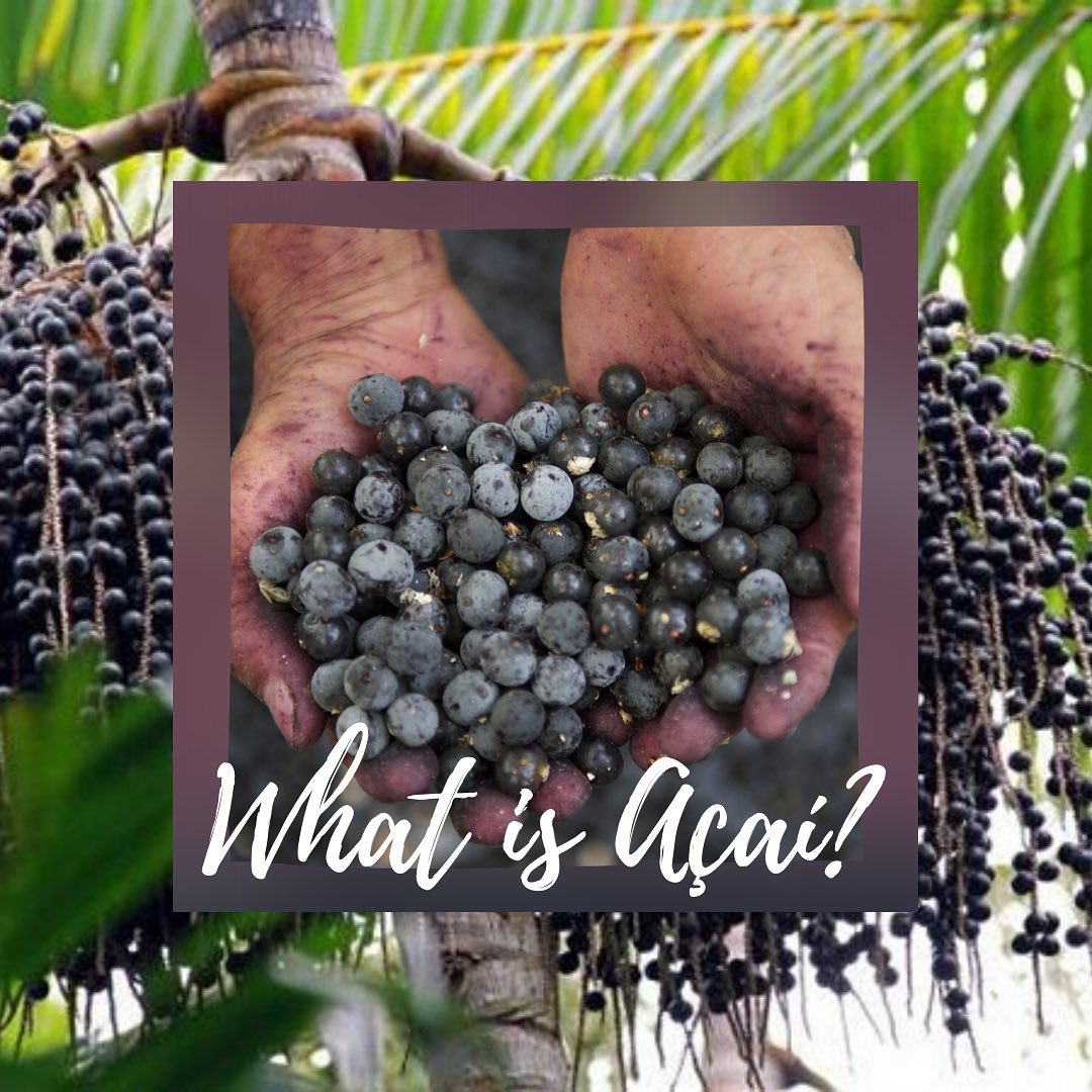 What Is The Acai Fruit?